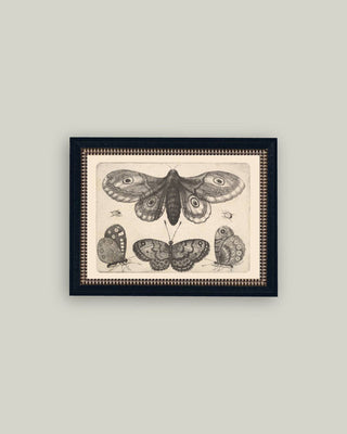 Various Insects Framed Wall Art