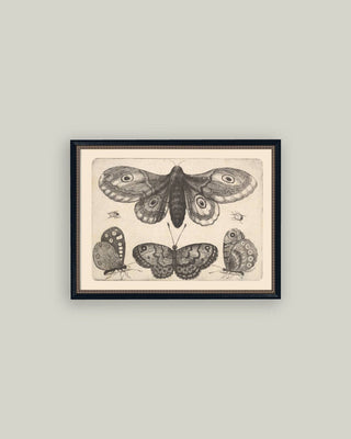 Various Insects Framed Wall Art