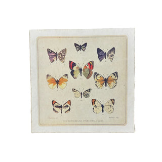 Butterfly Cluster Print 8"x8"