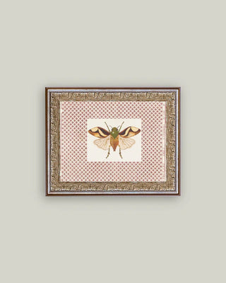 Moth Framed Antique Art (more sizes)