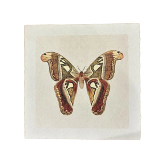 Brown Moth Print 11"x11"