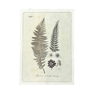 Growing Fern Print 12"x16"