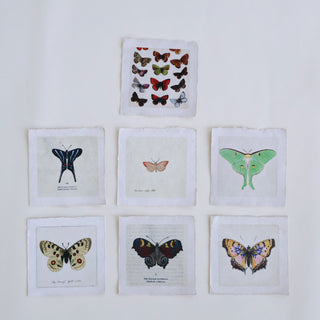 Mini Butterfly + Moth Print 5"x5"