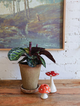 Rustic Terracotta Planter with Saucer