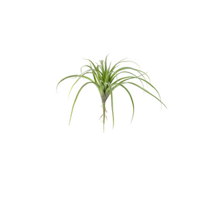 Large Artificial Air Plant