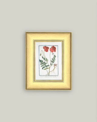 Poppies Framed Antique Art (more sizes)