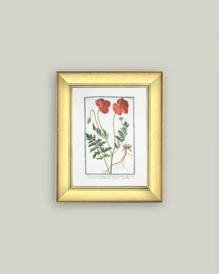 Poppies Framed Antique Art (more sizes)