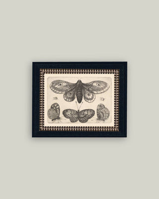 Various Insects Framed Wall Art