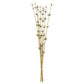Star Reed Bamboo Stem